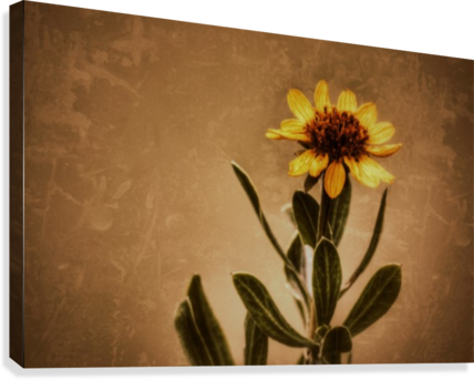 Golden Flower Canvas Print - Gazania (428x343), Png Download