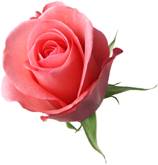 Point Das Fofurices Â™¡ - Rose Psd (500x333), Png Download