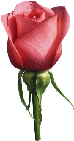 Related Wallpapers - Rose Psd (340x500), Png Download