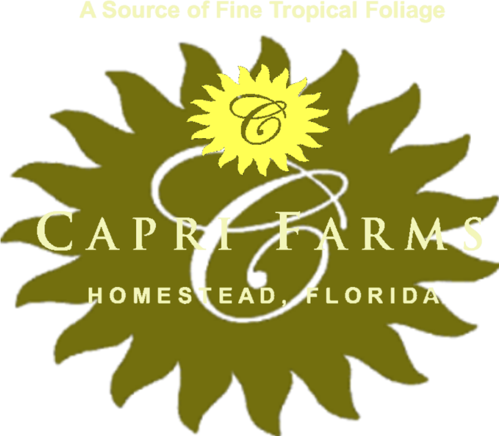 Cropped Capri Farms Two Tone Combo Header - My Valentine! (anti-crisis Girl) (1000x886), Png Download