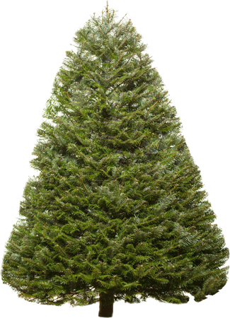Fir-tree Png Image - Fir Tree (325x450), Png Download