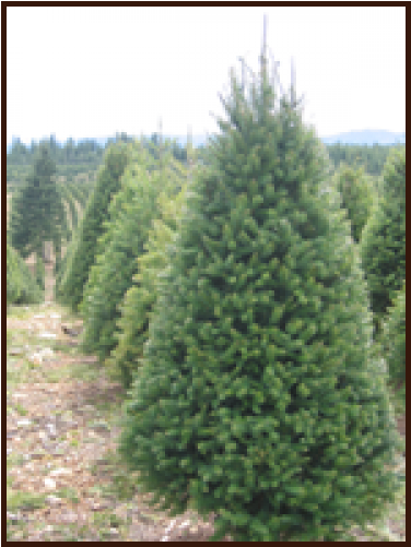 Douglas Fir 6-7 Ft - Christmas Tree (500x500), Png Download
