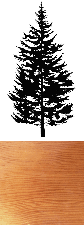 Doug-fir - Douglas Fir Clip Art (336x900), Png Download