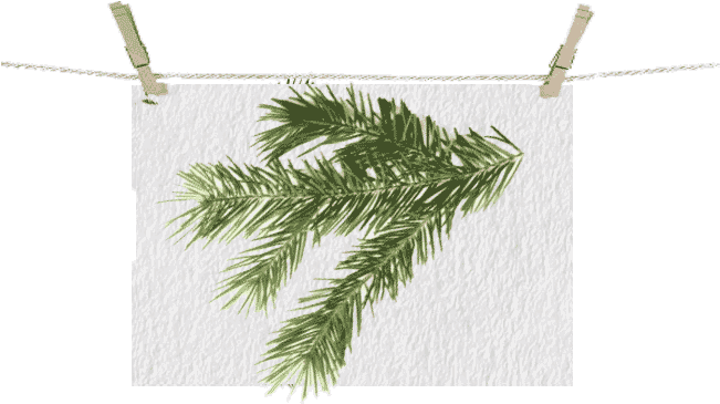 Christmas Trees - Christmas Tree (650x371), Png Download