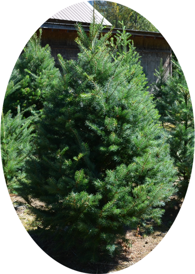 Douglas Fir - Shortstraw Pine (400x560), Png Download