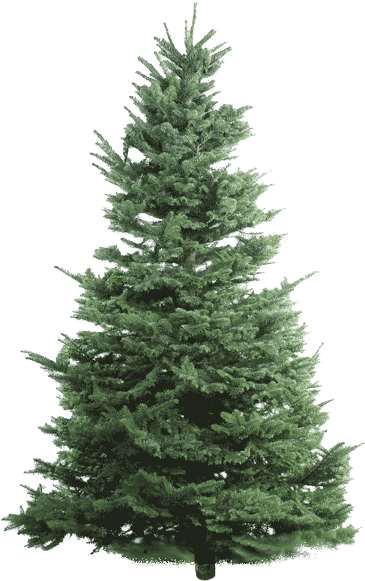 Nobel Fir - Undecorated Christmas Tree Png (389x600), Png Download