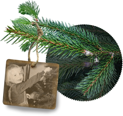 Dutchman Tree Farms Is A Family-owned And Operated - Shortstraw Pine (516x486), Png Download