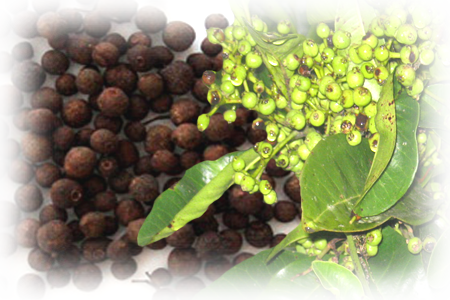 Esta Pimienta Inglesa Es La Baya Parda, De Tamaño Mediano, - Arbol Pimienta De Jamaica (450x300), Png Download