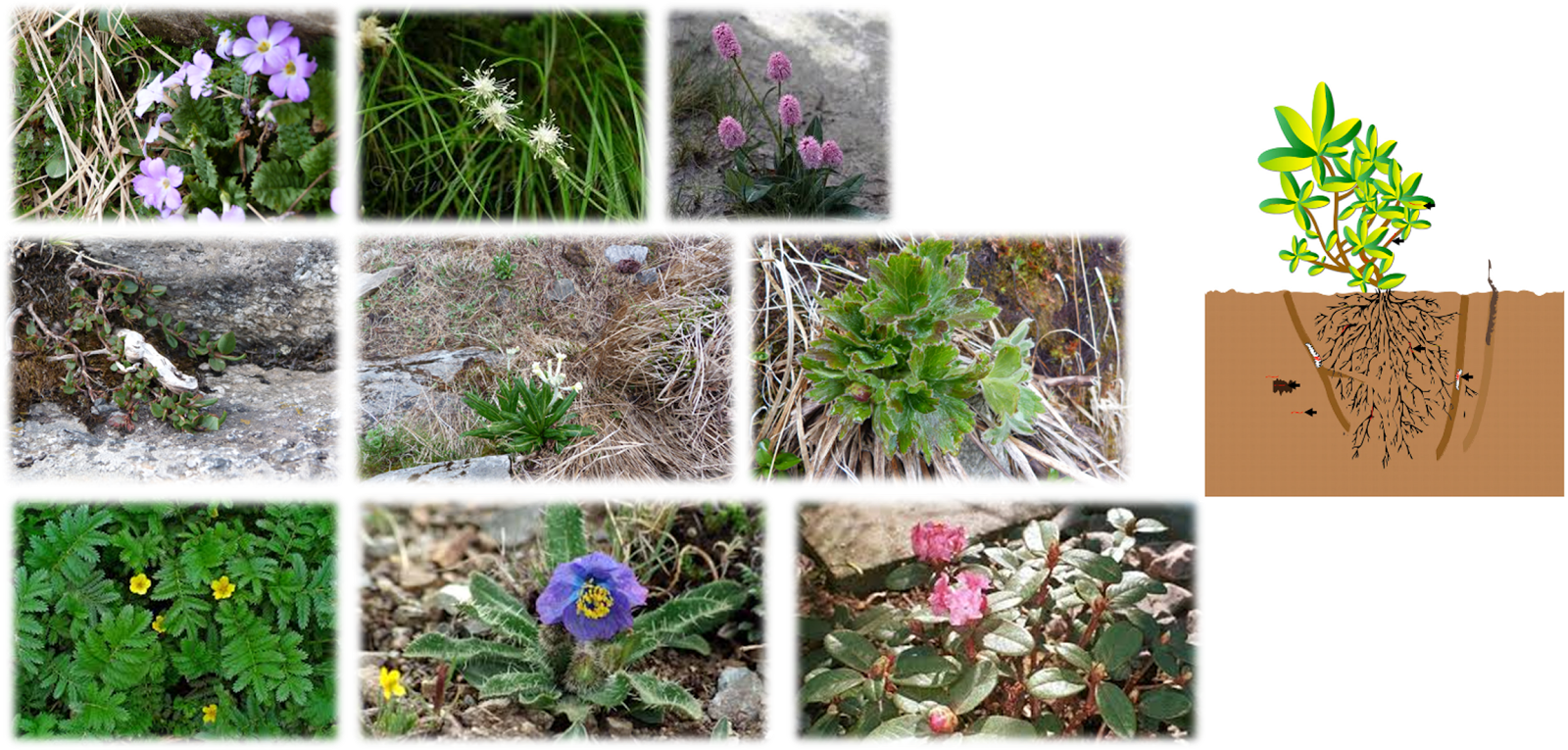 Top Left To Bottom Right - Lilac Hibiscus (1600x765), Png Download