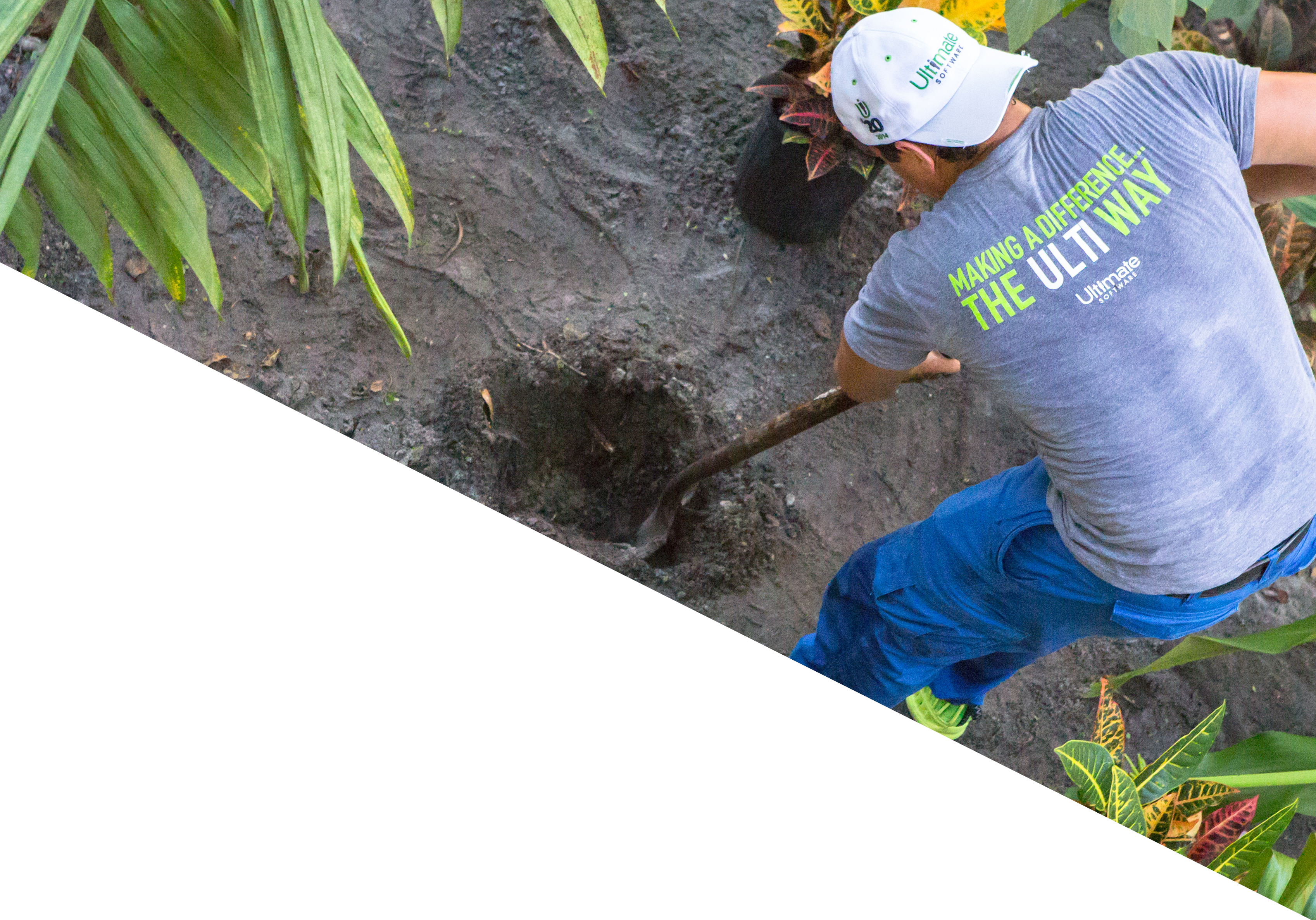 Ultimate Employees Participate In The Annual Making - Grass (3395x2375), Png Download