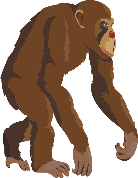 Monkey Clipart Gorilla - Simpanse Clipart (560x720), Png Download