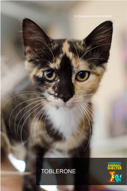 Photo Of Toblerone - Domestic Short-haired Cat (638x638), Png Download