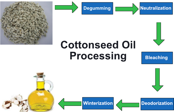 Cottonseed Oil Processing Graphic - Cottonseed Meal (590x381), Png Download