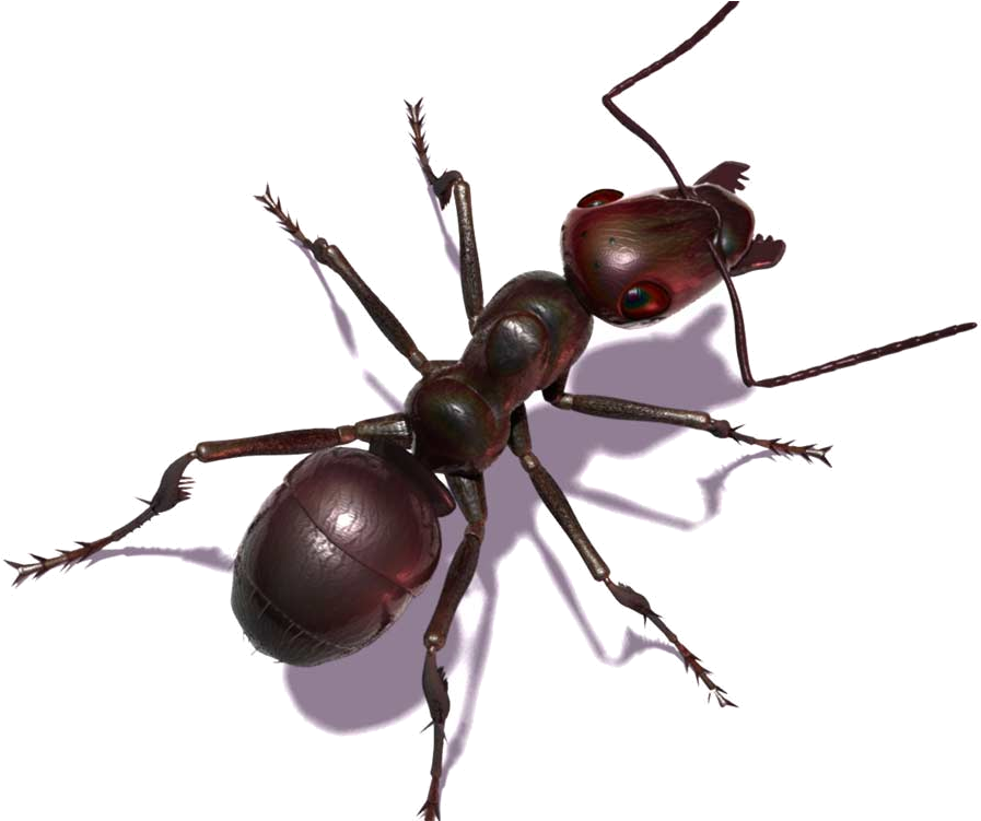 Qué Tipo De Plagas Solucionamos - Hormigas En 3d (1000x750), Png Download
