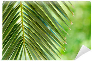 Palmera Tropical (400x400), Png Download