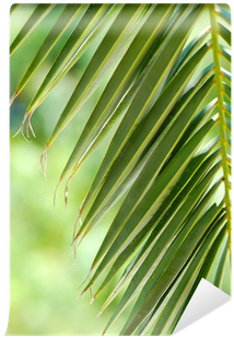 Hoja De Palmera - Palmera Tropical (400x400), Png Download