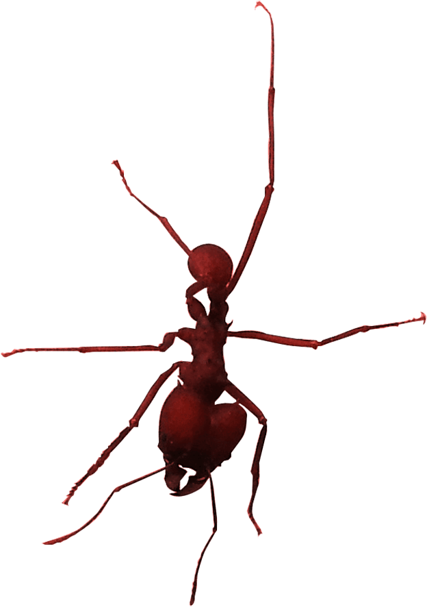 Hormiga - Longhorn Beetle (700x1102), Png Download