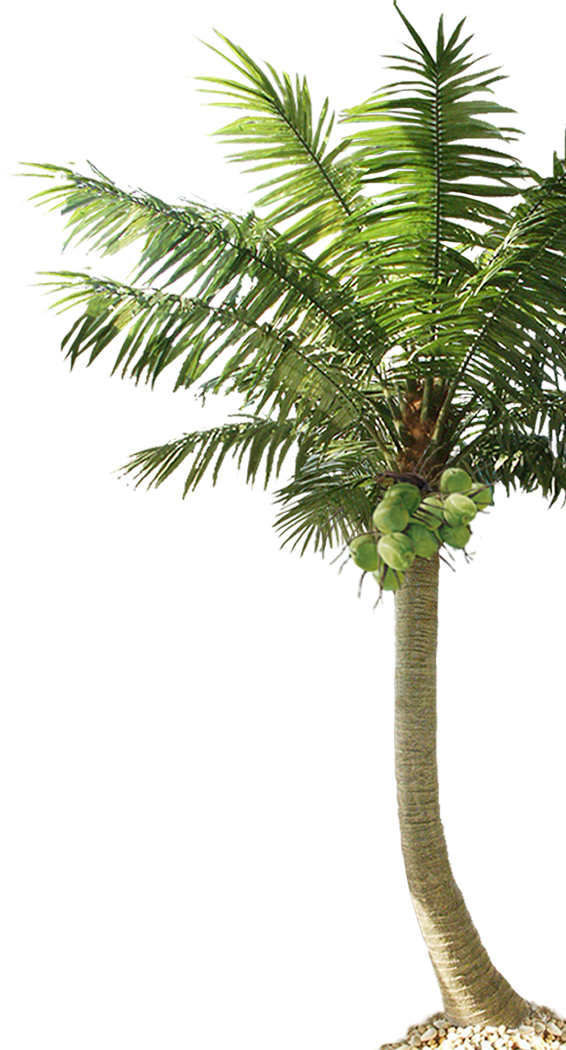 Hacienda Iguana - Palm Tree (566x1050), Png Download