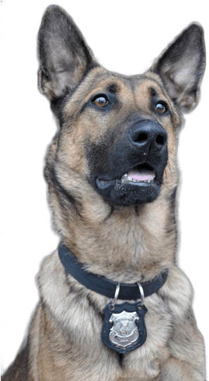 Citizens Police Academy Spring - Old German Shepherd Dog (306x540), Png Download