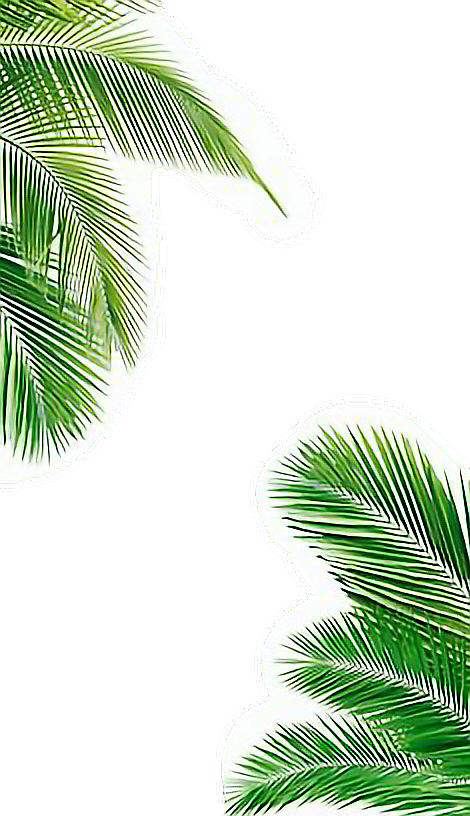 Report Abuse - Palm Tree Iphone Background (470x816), Png Download