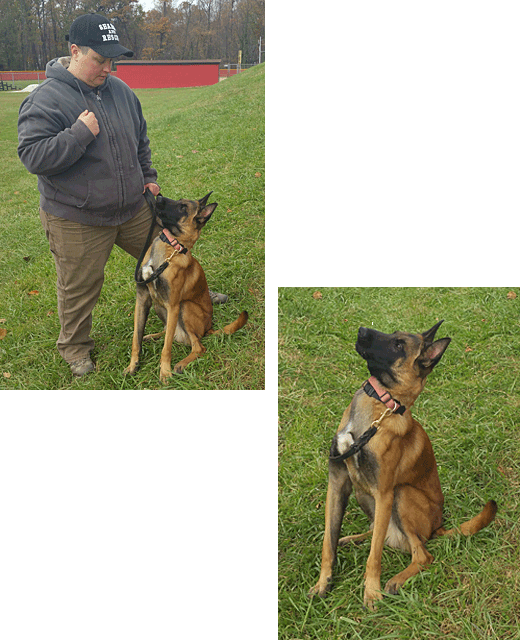 K9 Teams Bolo - Old German Shepherd Dog (520x640), Png Download