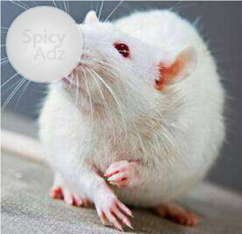 White Rat Available In Lucknow Jankipuram - Rat (640x480), Png Download