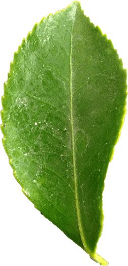 Data Id="2281" Src="//penguinbaybiology - Greenleaf (252x522), Png Download