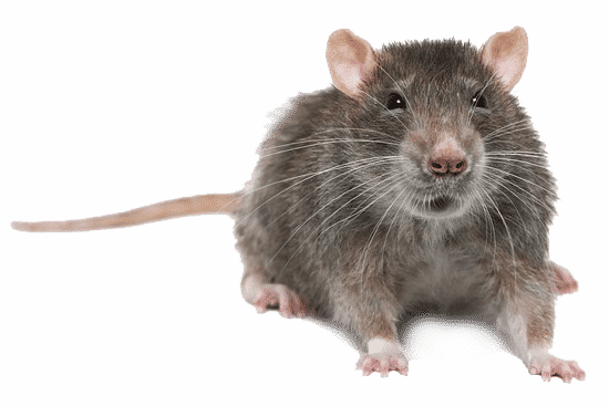 Rat - Rat Sale (550x367), Png Download