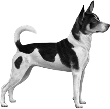 Rat Terrier - B&w - Dog (450x360), Png Download