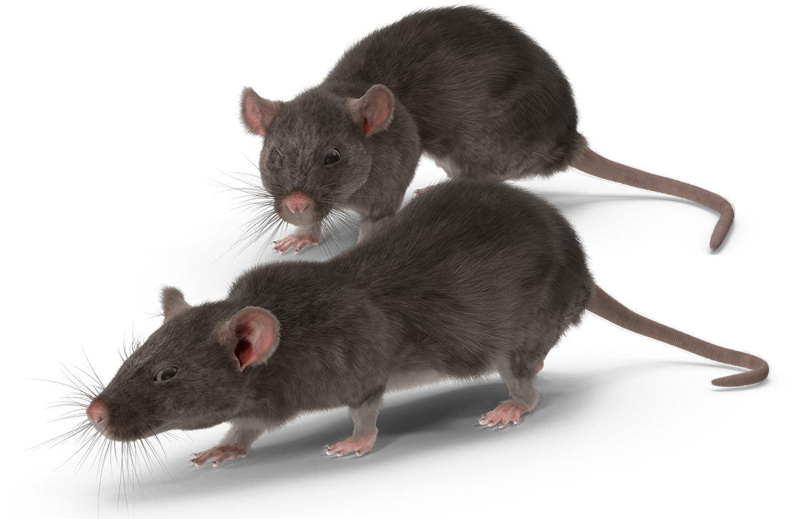 Get In Touch - Rodent (1161x1061), Png Download