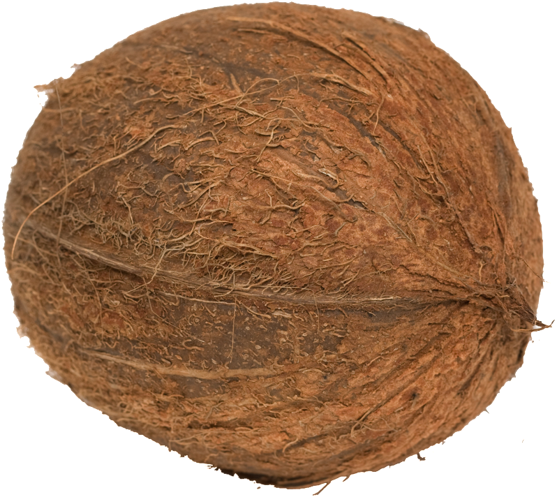 Coconut Transparent Fruit Png - Portable Network Graphics (1024x1024), Png Download