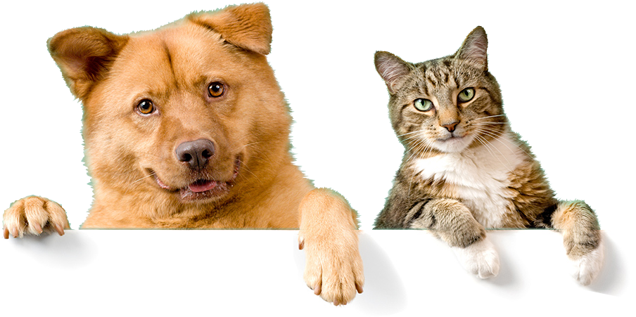 Veterinary Animals (1200x521), Png Download