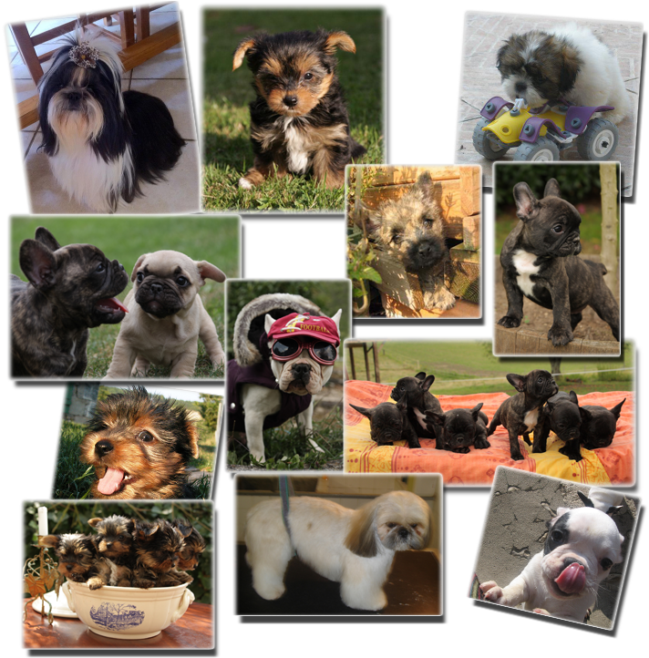Pet Shop Chiens - Companion Dog (739x731), Png Download