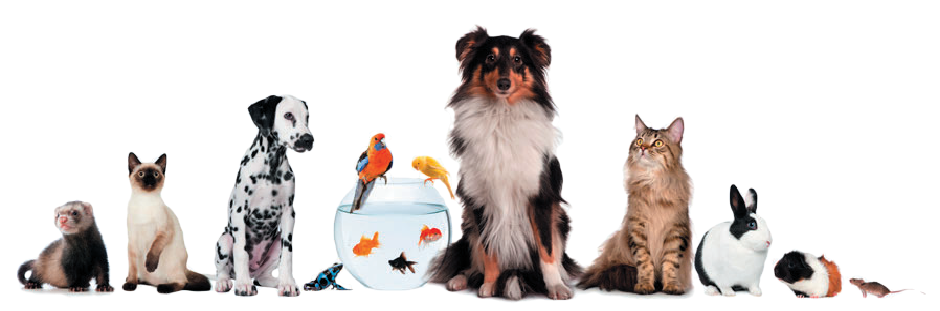 Worth Valley Pet Store And - Dog Cat Bird Fish (940x311), Png Download
