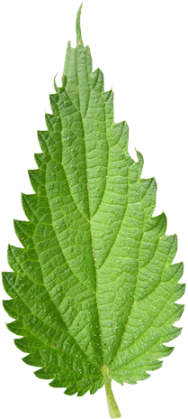 Nettle Natural Skincare - Royalty-free (240x500), Png Download