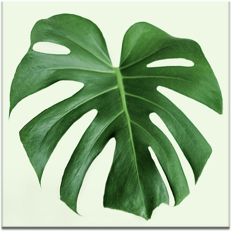 Single Leaf - Plant Hd (900x900), Png Download