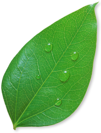 Environmental Building - Plant Pathology (331x436), Png Download