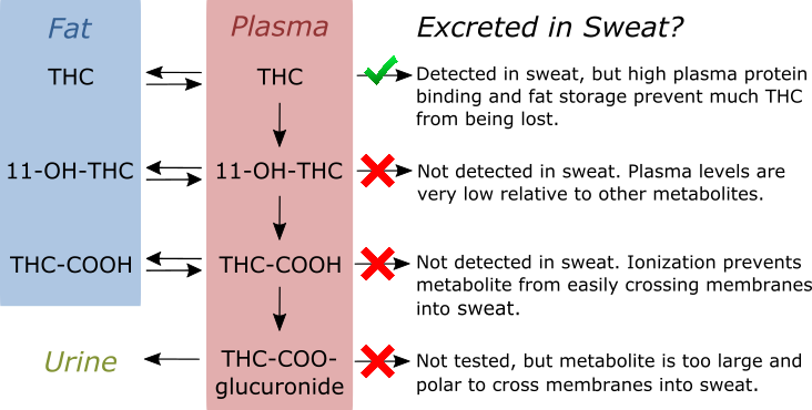 97% Of Thc In Your Plasma Is Not Floating Freely, But - Can You Sweat Out Thc (732x370), Png Download