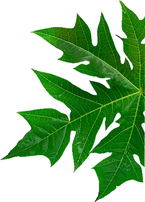 Experience Sheer Luxury - Papaya Leaf Png (475x669), Png Download