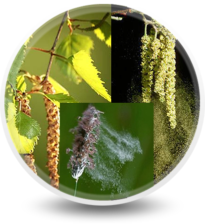 The Pollen From Different Flowers And Plants - Window Screen (411x449), Png Download