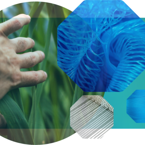 22 Nov - Hierba De La Justicia (500x500), Png Download