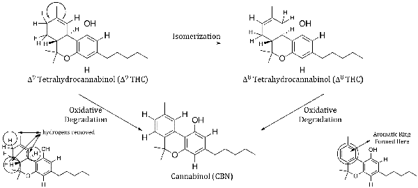 Since It Is Very Common To Find Cannabis That Has Been - Cbn Cannabis (600x270), Png Download