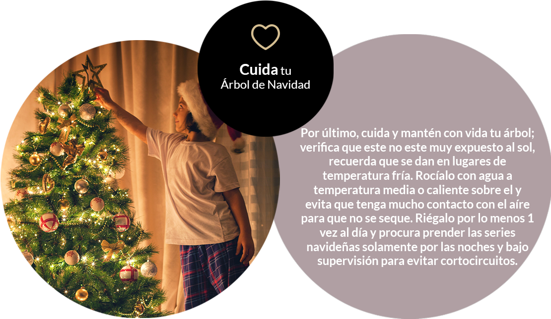 Por Último, Cuida Y Mantén Con Vida Tu Árbol - Christmas Tree (1116x645), Png Download