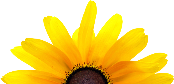 38th Annual Black-eyed Susan Meet - Black Eyed Susan Png (960x295), Png Download
