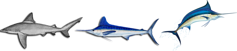 Tuna, White Marlin, Blue Marlin, Mahi Mahi, Wahoo Oct - Hobby Vinyl Decal Marlin Doors Doors Hobby Decor (14 (975x213), Png Download