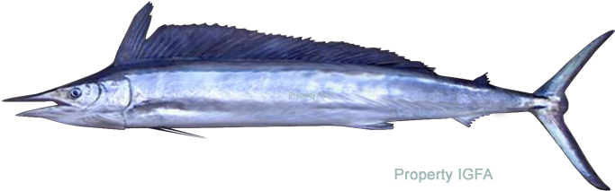 Current All Tackle Record - Spear Fish (720x278), Png Download
