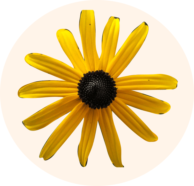 Pioneer Plant Americas Most Common Wildflower Meadow - Black-eyed Susan (674x644), Png Download