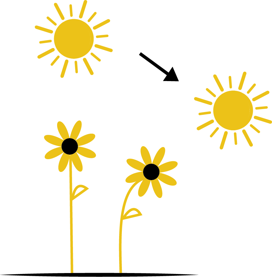 The Heliotropic Effect Is The Tendency For All Living - Leadership (895x912), Png Download