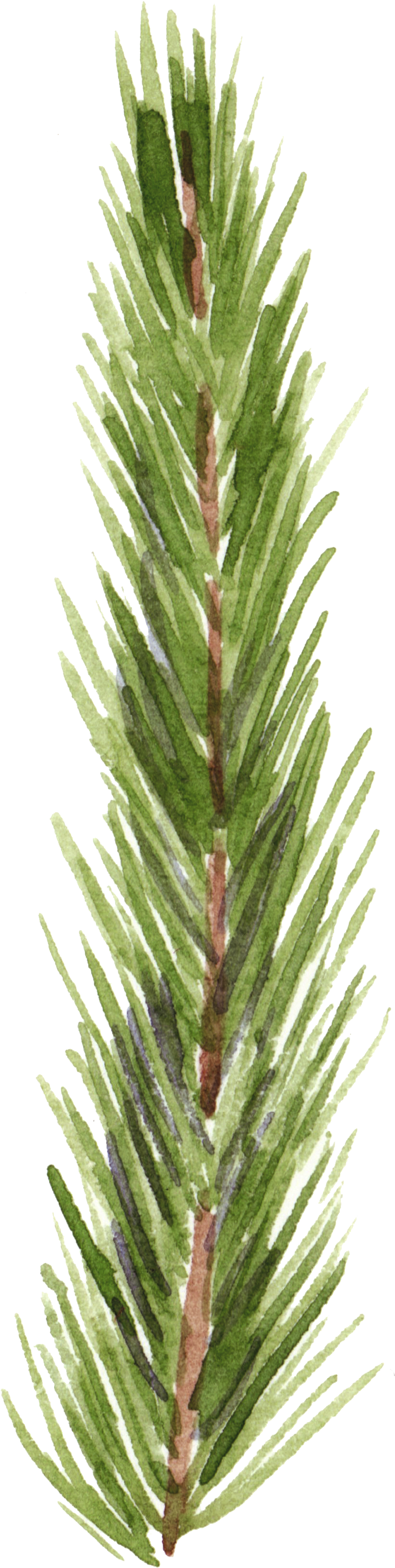 Hand Painted Realistic Pine Branches Transparent Decorative - Redwood (822x3339), Png Download