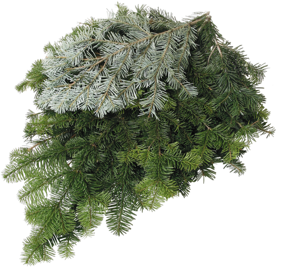 Silver Fir $10 - Fir (560x560), Png Download